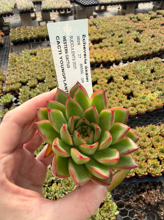 Echeveria 'Skater'