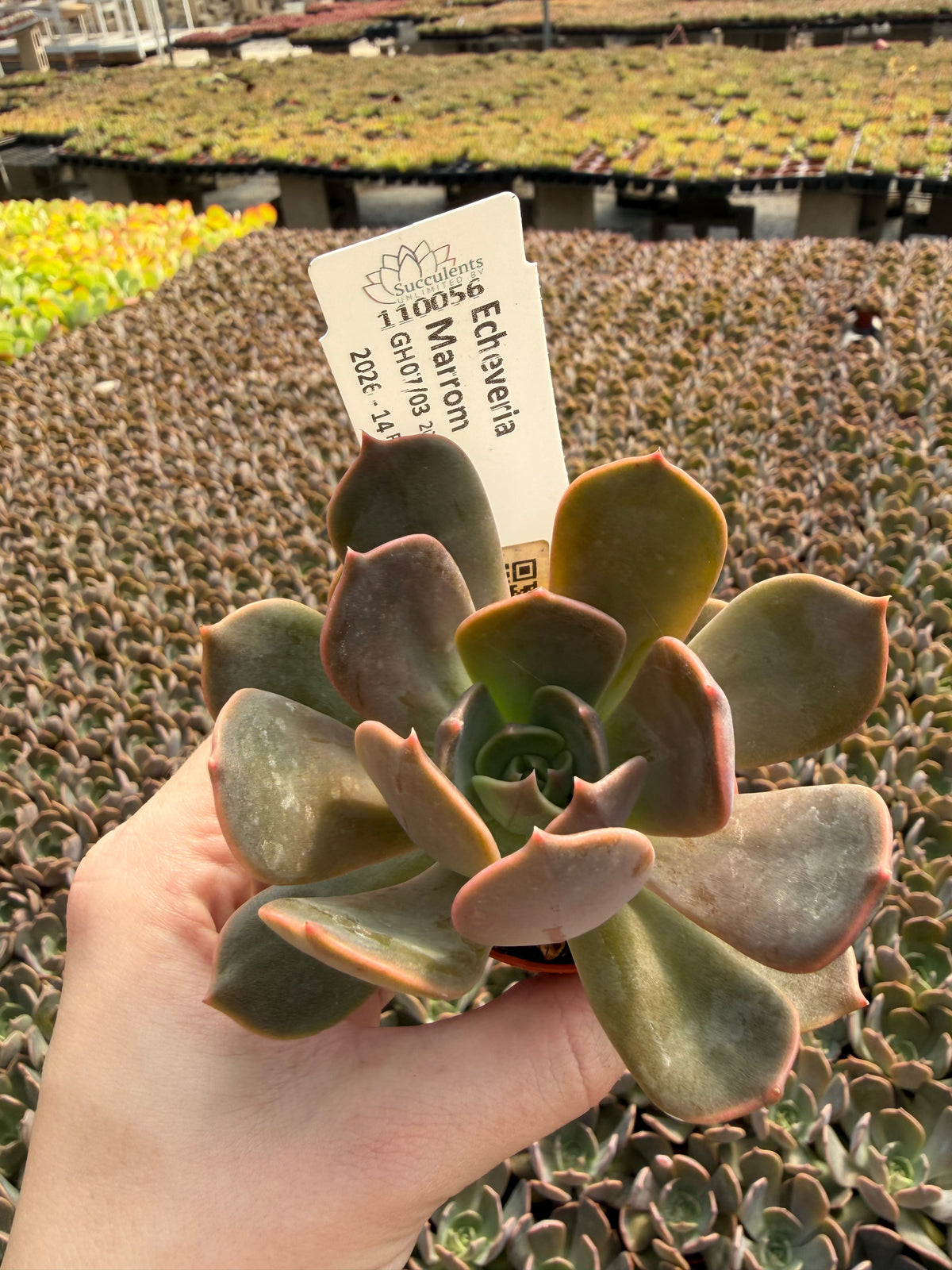 Echeveria 'Marrom'