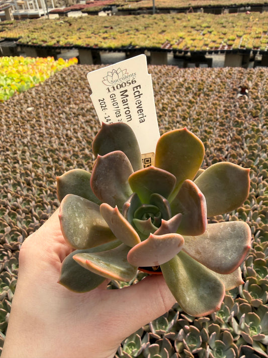 Echeveria 'Marrom'