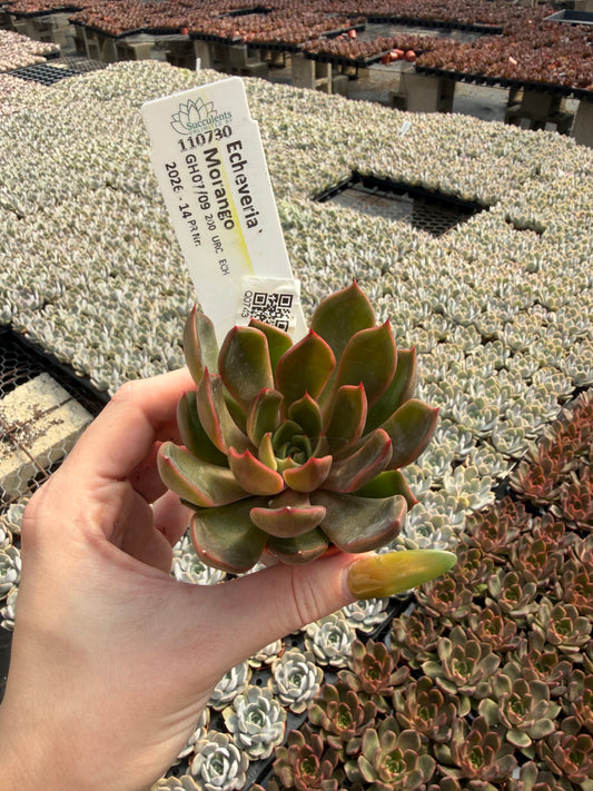 Echeveria 'Morango'