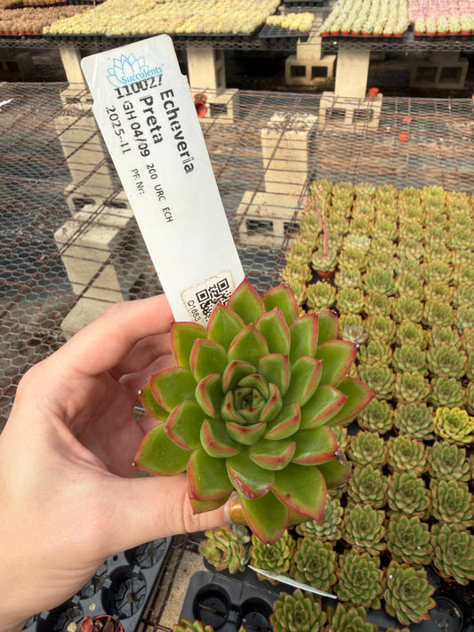 Echeveria 'Preta'
