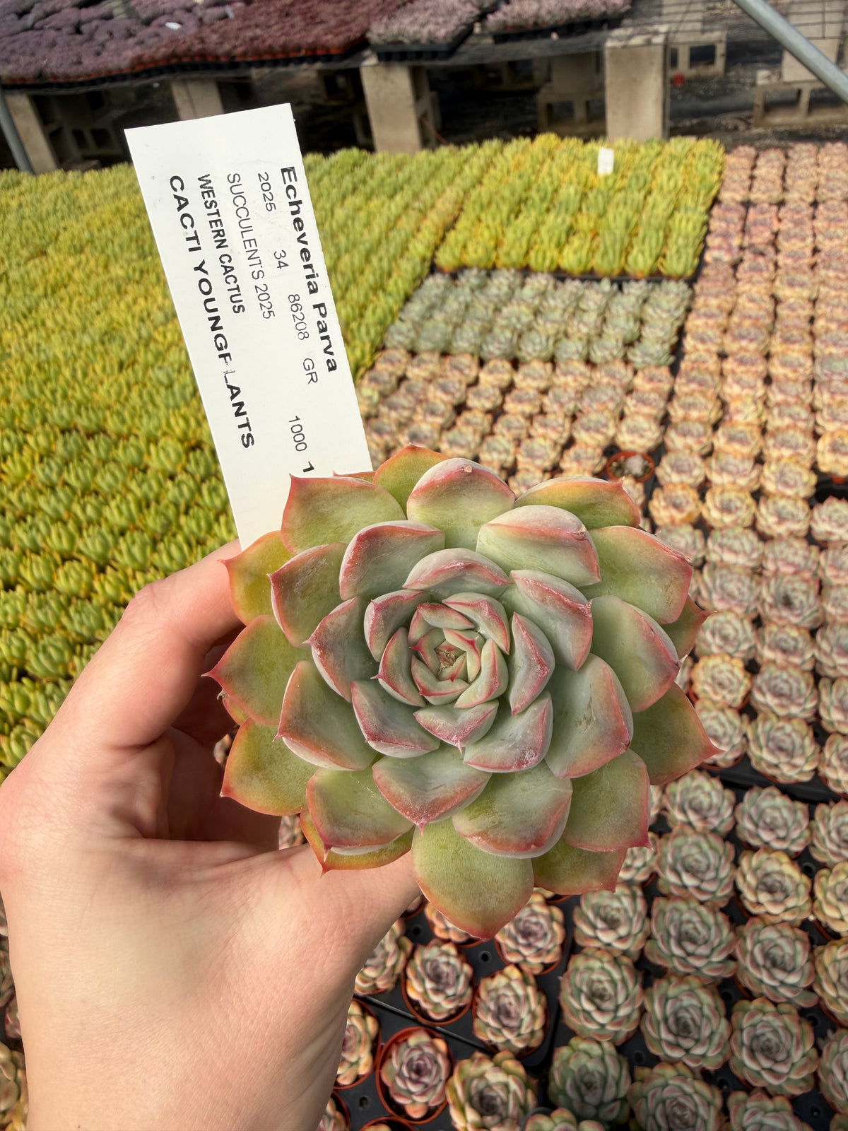 Echeveria 'Parva'