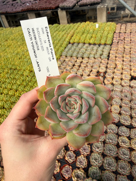 Echeveria 'Parva'