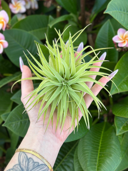 Tillandsia geminiflora