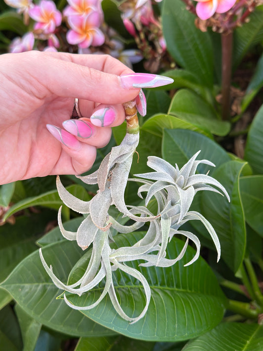 Tillandsia edithea 'Grey'
