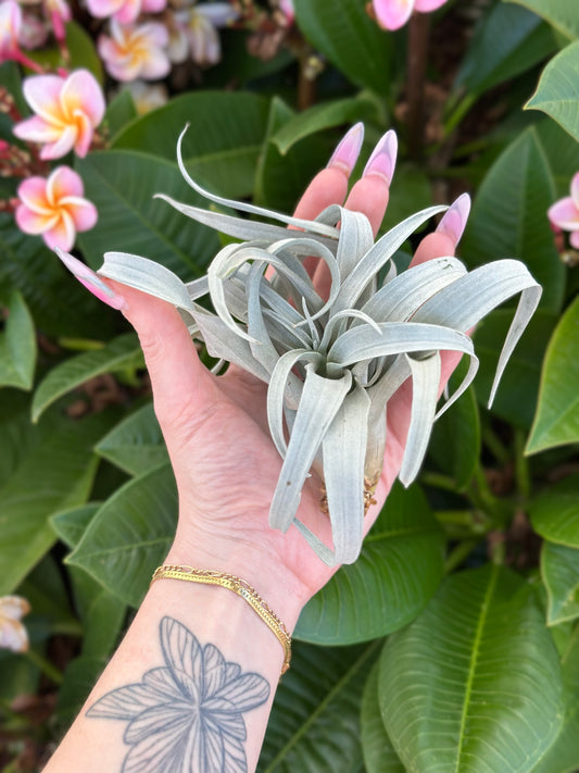 Tillandsia capitata 'Yellow Star'