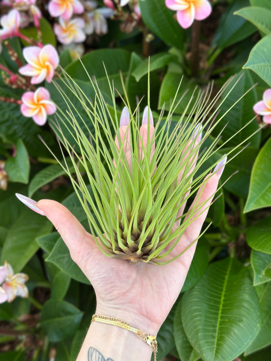 Tillandsia melanocrater