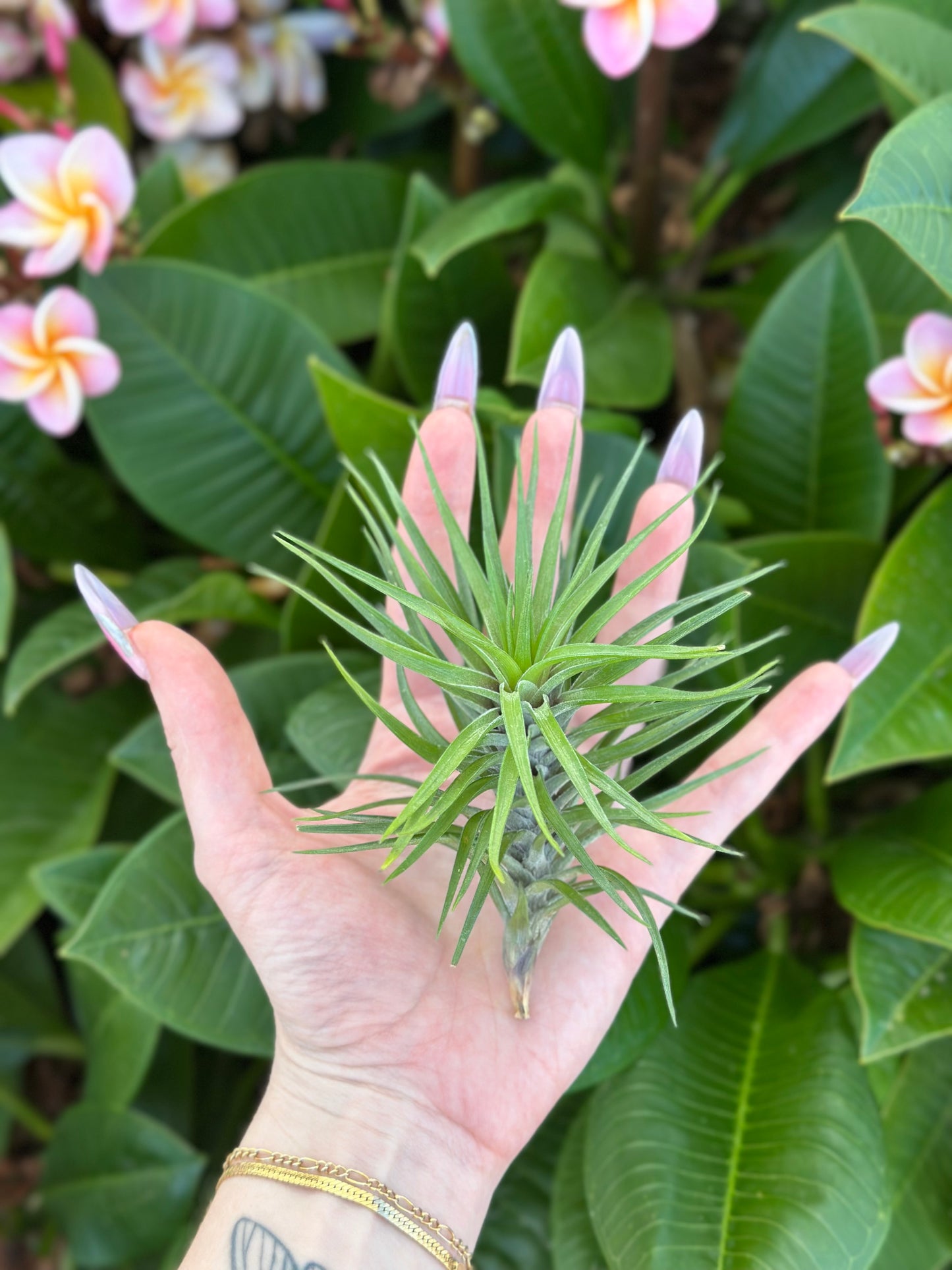 Tillandsia stricta 'Starry Night'