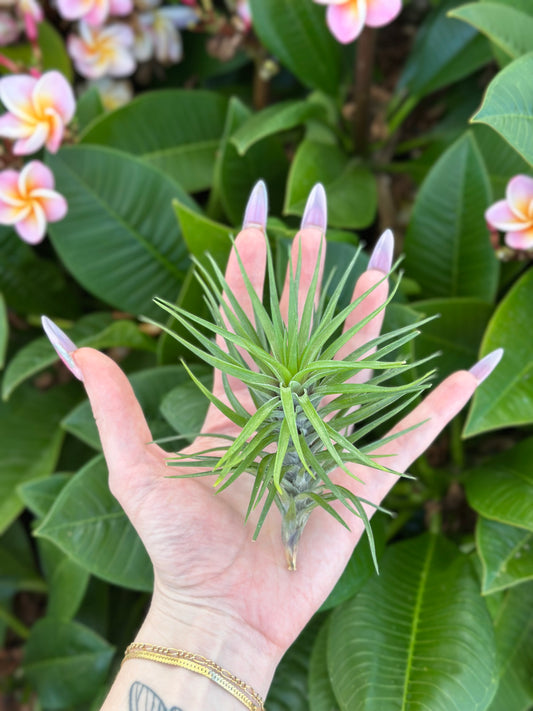 Tillandsia stricta 'Starry Night'