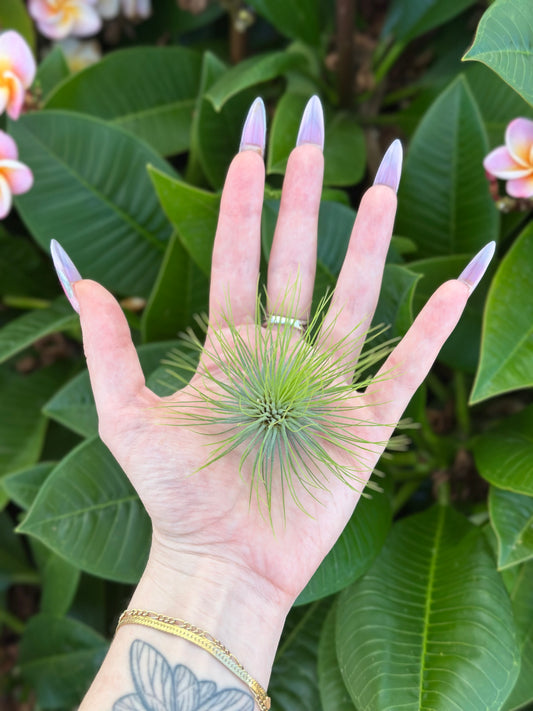 Tillandsia andreana