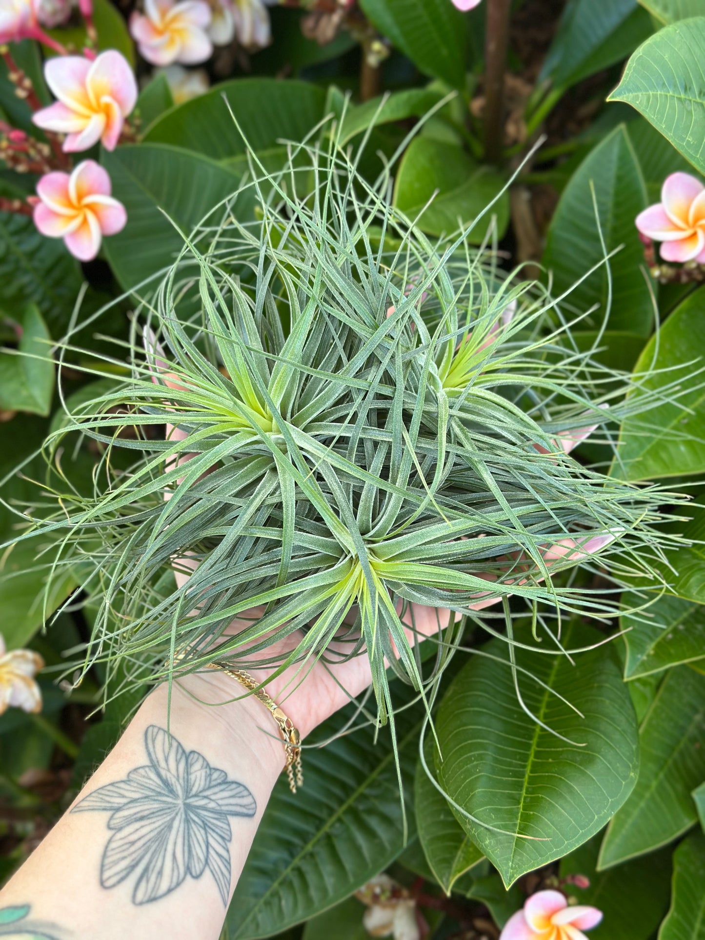 Tillandsia stricta 'Starry Night'
