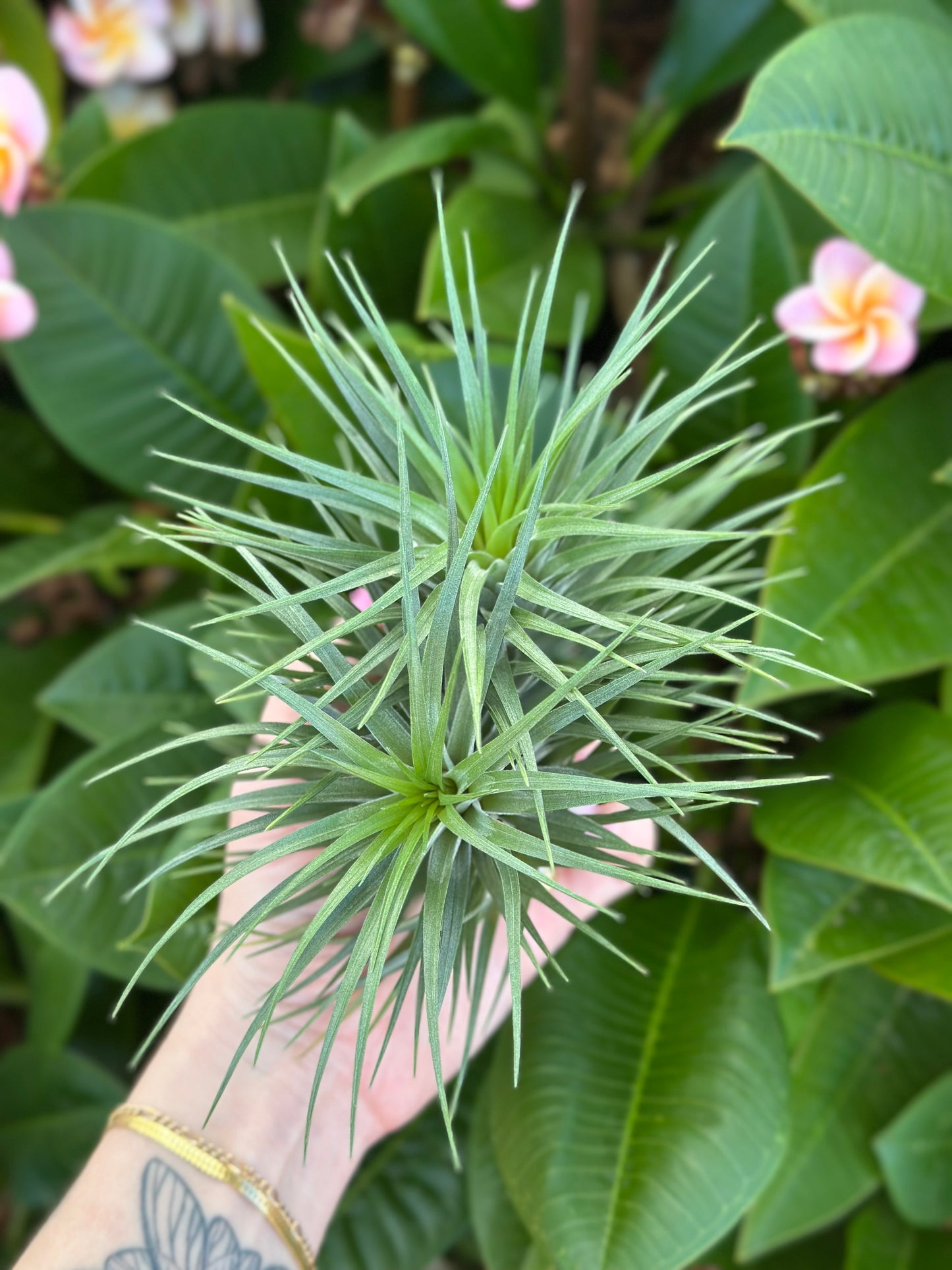 Tillandsia stricta 'Starry Night'