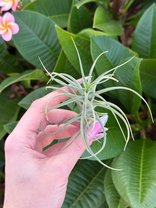 Tillandsia bergeri