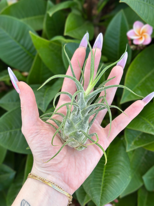 Tillandsia pruinosa x seleriana