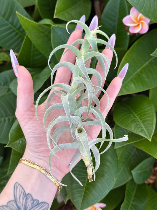 Tillandsia cacticola 'Long Form'