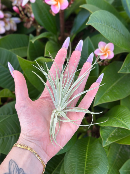 Tillandsia gardneri
