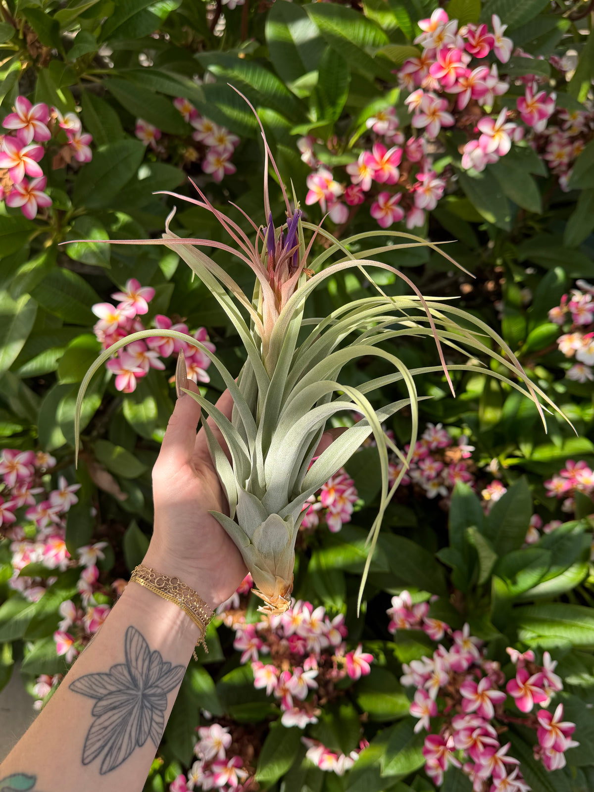 Tillandsia 'Peachy Keen'