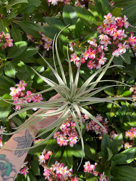 Tillandsia 'Pink Velvet'